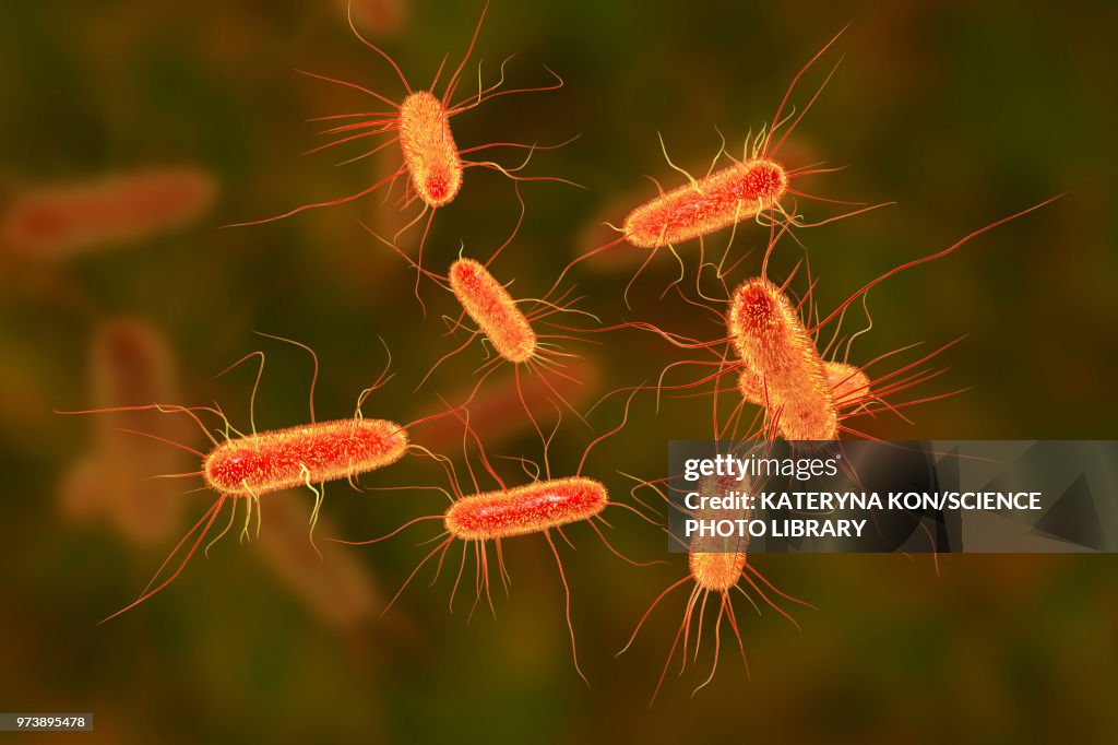 E coli bacteria, illustration