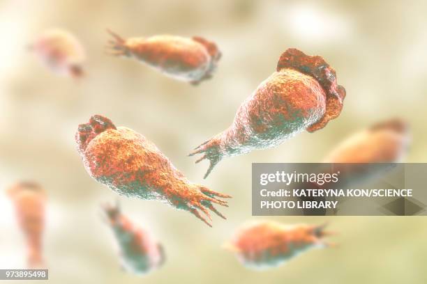 naegleria brain-eating amoeba, illustration - ameba stock illustrations