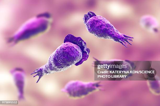 naegleria brain-eating amoeba, illustration - ameba stock-grafiken, -clipart, -cartoons und -symbole