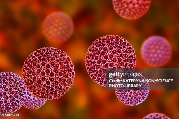 rotavirus particle, illustration - capsid stock illustrations