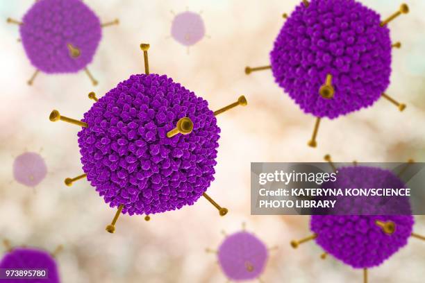 adenovirus structure, illustration - adenovirus stock illustrations