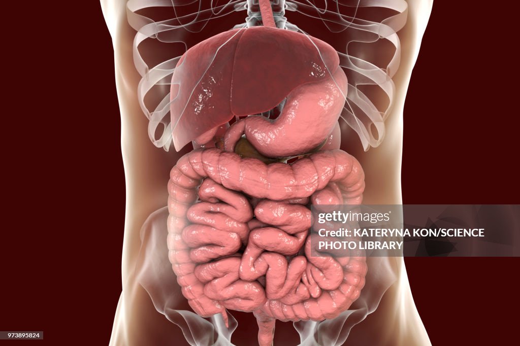 Illustration of the human digestive system