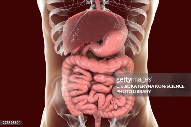 bildbanksillustrationer, clip art samt tecknat material och ikoner med illustration of the human digestive system - människotunntarm