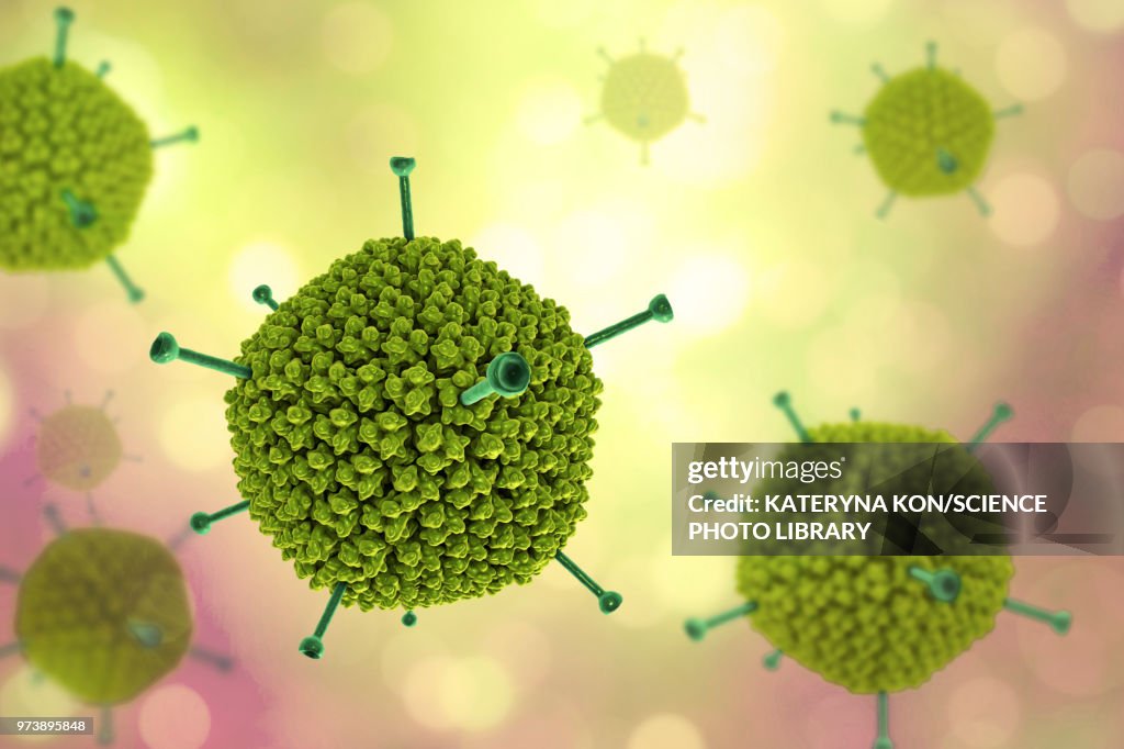 Adenovirus structure, illustration