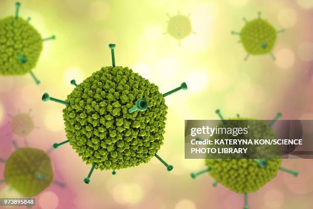 bildbanksillustrationer, clip art samt tecknat material och ikoner med adenovirus structure, illustration - protein coat