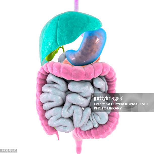 ilustrações de stock, clip art, desenhos animados e ícones de illustration of the human digestive system - intestino grosso humano