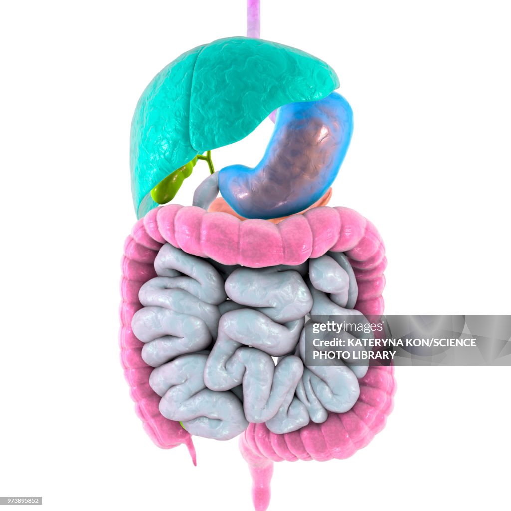 Illustration of the human digestive system