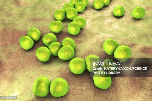 veillonella bacteria, illustration - anaerobic stock illustrations