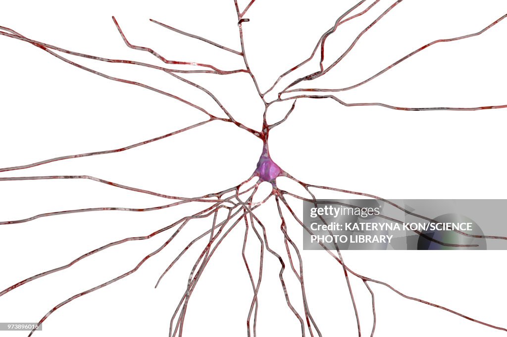 Nerve cells, computer illustration