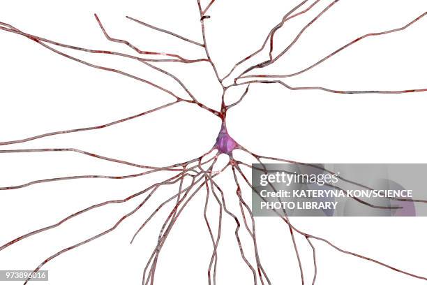 nerve cells, computer illustration - sensory nerve fibers stock illustrations