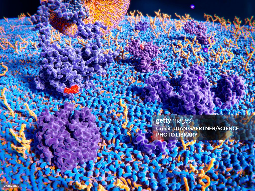 Upper cell membrane, illustration