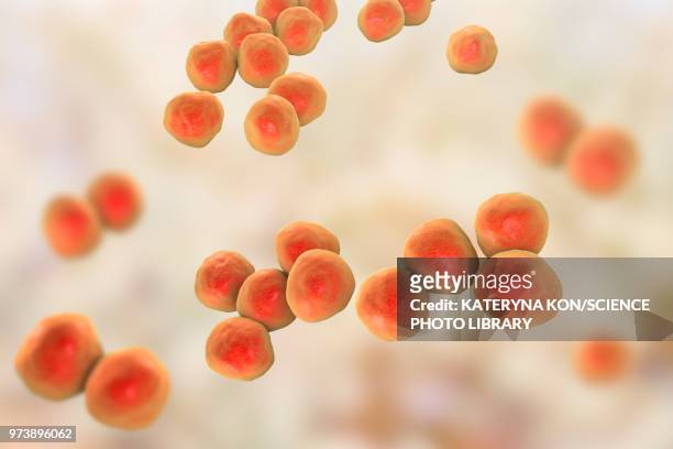 veillonella bacteria, illustration - 嫌気性点のイラスト素材／クリップアート素材／マンガ素材／アイコン素材