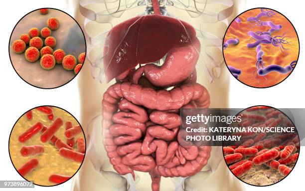 bacteria in human digestive system, illustration - enterococcus stock illustrations