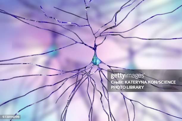nerve cells, computer illustration - sensory nerve fibers stock illustrations