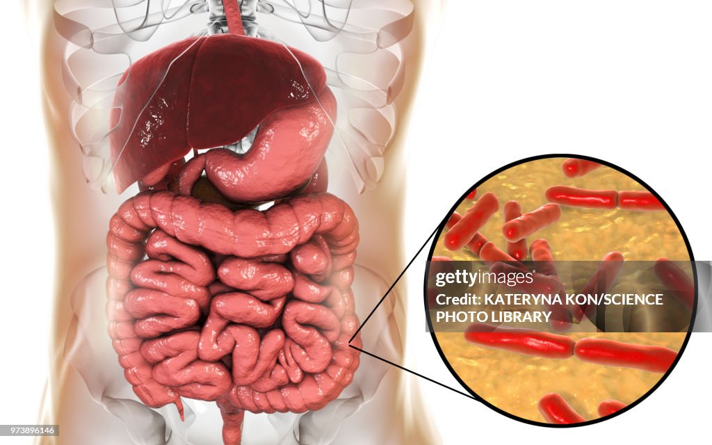 Bifidobacterium bacteria, illustration