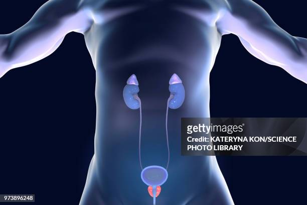 illustrazioni stock, clip art, cartoni animati e icone di tendenza di male genitourinary tract, illustration - prostate gland