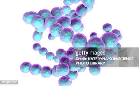 Peptococcus bacteria, illustration Peptococcus bacteria, illustration