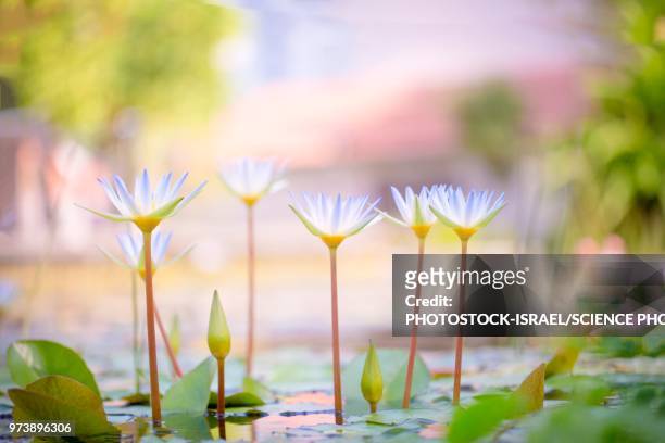 water lily flowers - photostock stock pictures, royalty-free photos & images