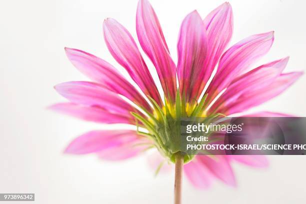 gerbera flower - photostock 個照片及圖片檔