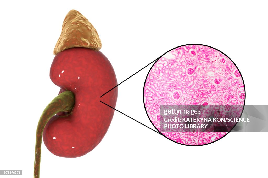 Human kidney, illustration and micrograph