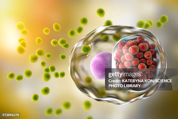 chlamydia trachomatis bacteria, illustration - chlamydia stock illustrations