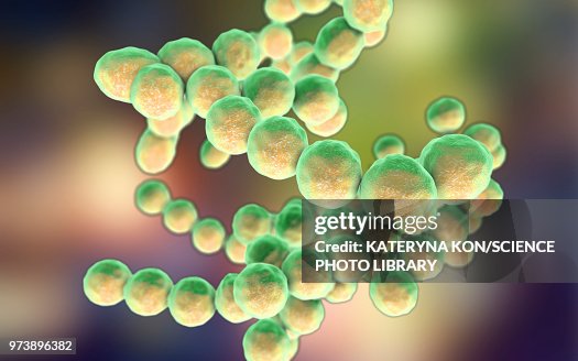 Peptococcus bacteria, illustration Peptococcus bacteria, illustration