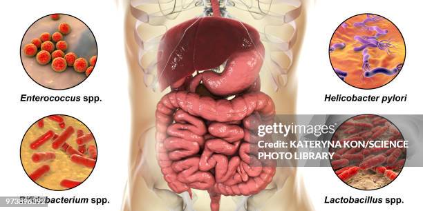 bacteria in human digestive system, illustration - enterococcus stock illustrations