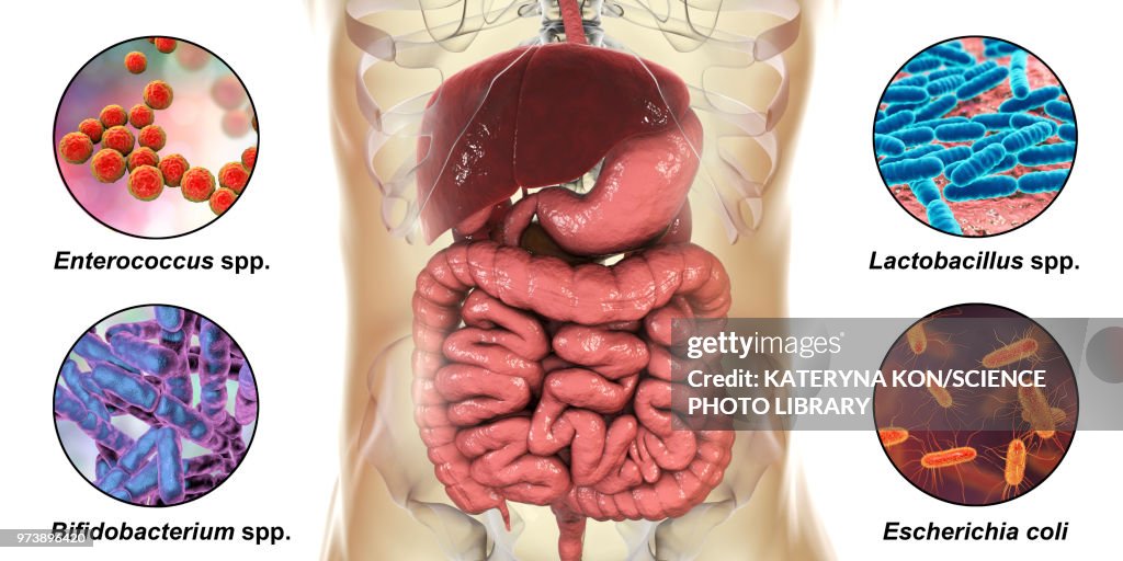 Normal microbiome of human intestine, illustration