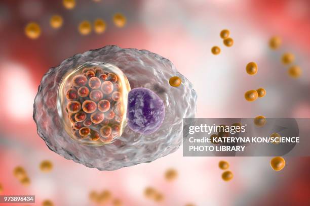 chlamydia psittaci bacteria, illustration - chlamydia stock illustrations