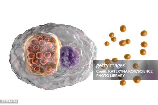 chlamydia psittaci bacteria, illustration - chlamydia stock illustrations