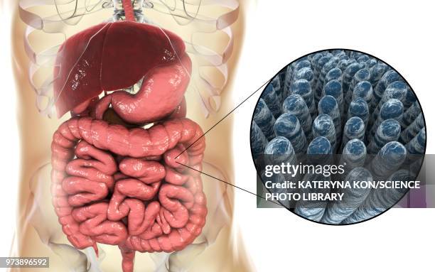 ilustrações, clipart, desenhos animados e ícones de intestinal villi, illustration - intestino delgado
