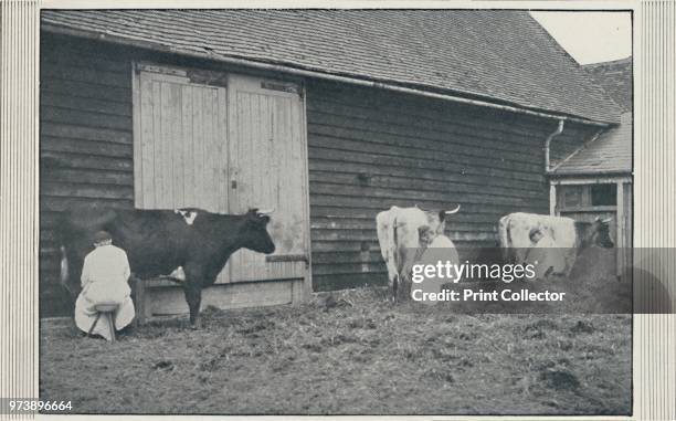 'Milking Cows', 1910. From The British Isles in Pictures, by H. Clive Barnard, M.A., D.Lit. [A. & C. Black, Limited, London, 1910] Artist Pictorial...