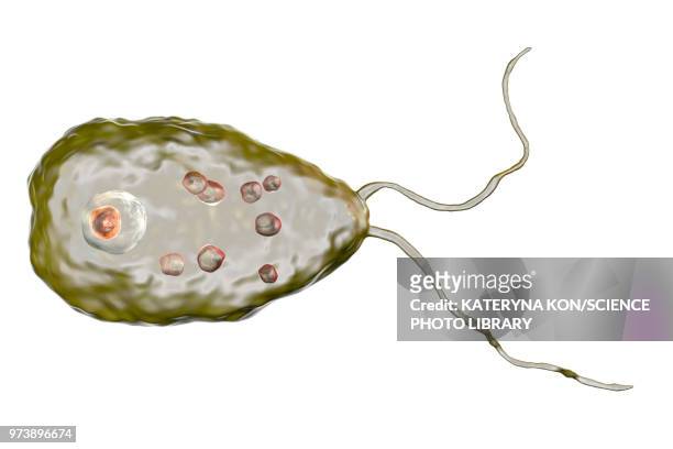 illustrations, cliparts, dessins animés et icônes de naegleria brain-eating amoeba, illustration - amoeba