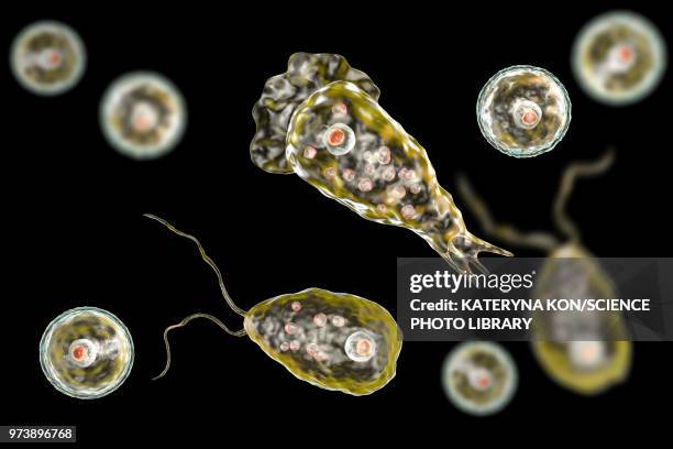 naegleria brain-eating amoeba forms, illustration - ameba 幅插畫檔、美工圖案、卡通及圖標