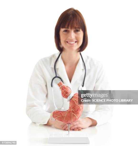 doctor with model of stomach with gastric band - gastric band treatment imagens e fotografias de stock