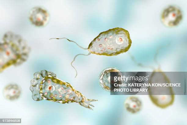illustrations, cliparts, dessins animés et icônes de naegleria brain-eating amoeba forms, illustration - amoeba