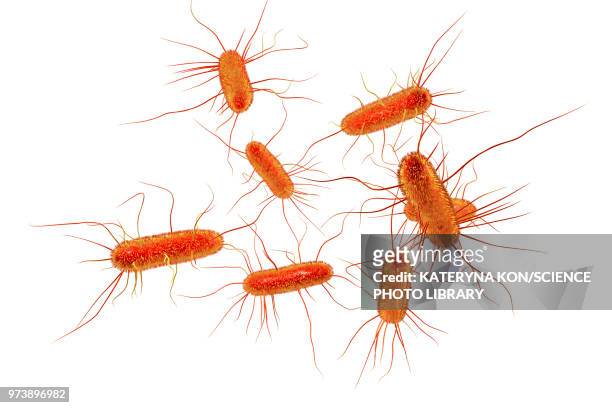 e coli bacteria, illustration - cell flagellum stock-grafiken, -clipart, -cartoons und -symbole
