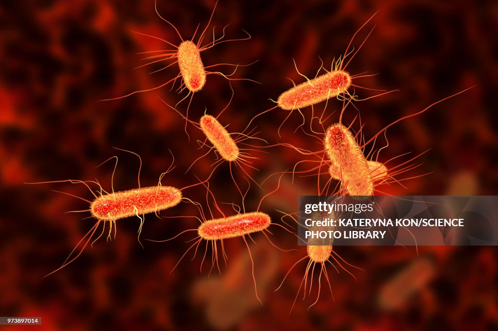 E coli bacteria, illustration