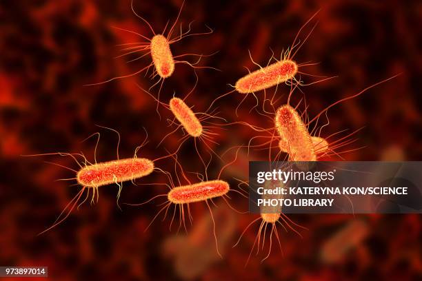 e coli bacteria, illustration - enterobacteria stock illustrations