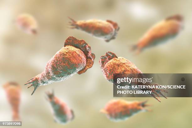 naegleria brain-eating amoeba, illustration - entamoeba histolytica stock illustrations