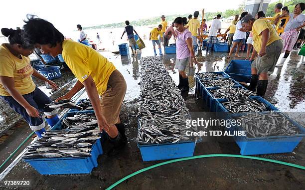 Workers select newly caught fish for sale at the fishport in Danao town, in Philippine's central province of Cebu, on March 2, 2010. Philippine...