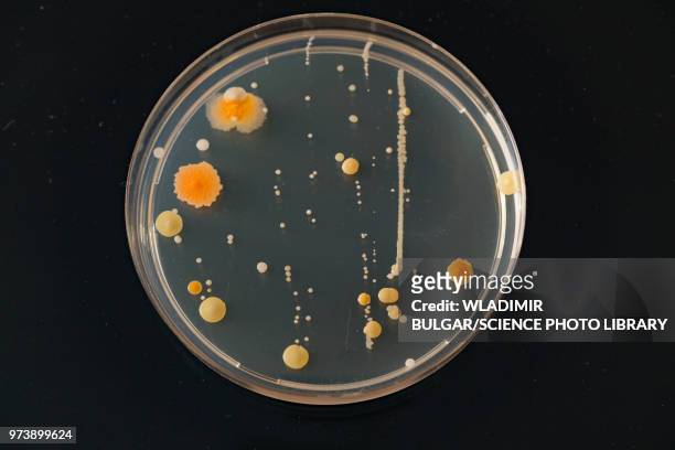 cultures growing on petri dish - yeast laboratory stockfoto's en -beelden