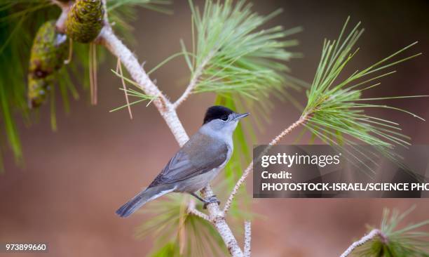 male blackcap - photostock stock pictures, royalty-free photos & images