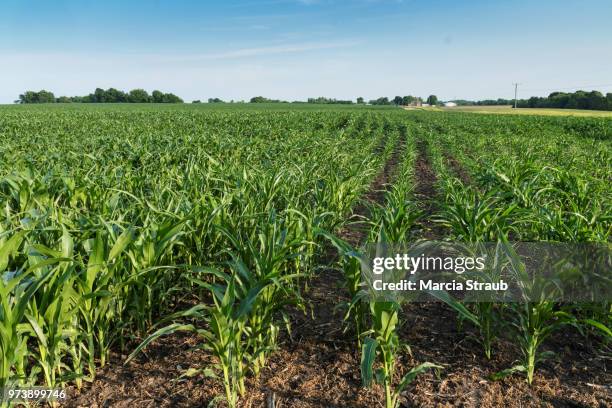 Corn Feild Rows Corn Field Rows Photos and Premium High Res Pictures - Getty Images