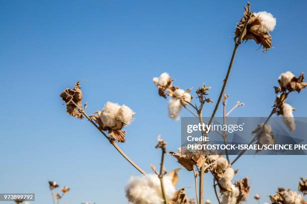 ripe cotton in field - organic cotton stock pictures, royalty-free photos & images