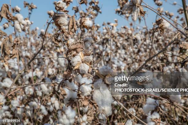 ripe cotton in field - photostock 個照片及圖片檔