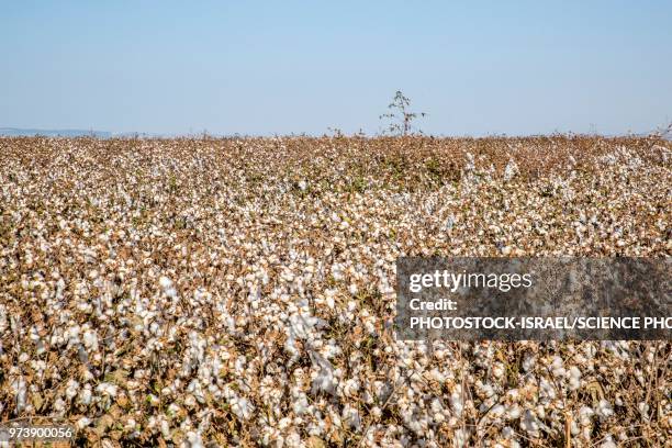 ripe cotton in field - photostock 個照片及圖片檔