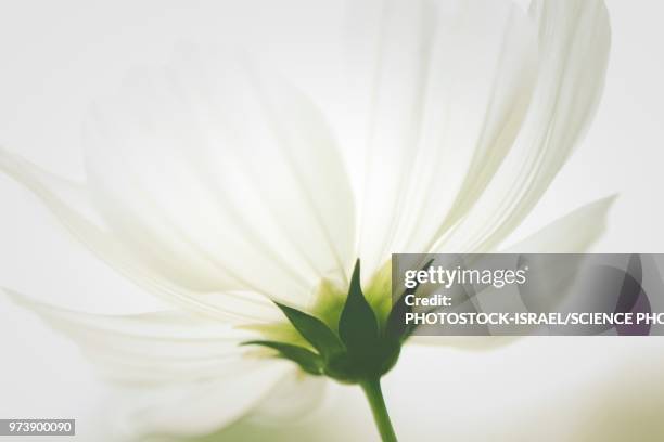 white flower - photostock stock pictures, royalty-free photos & images