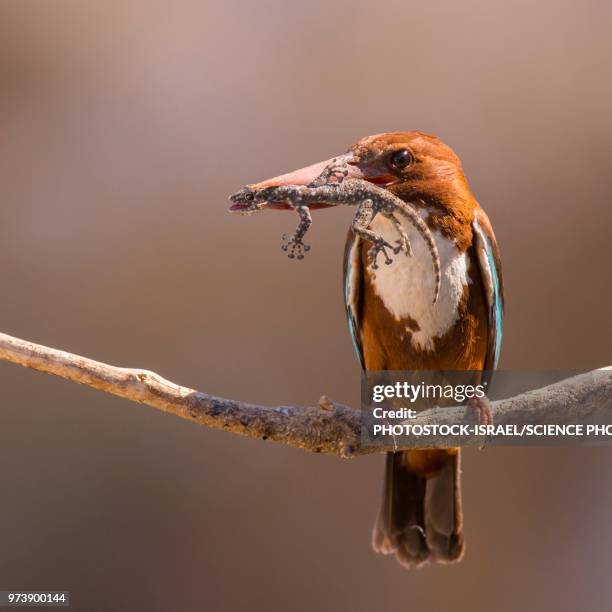 white-throated kingfisher - photostock stock pictures, royalty-free photos & images