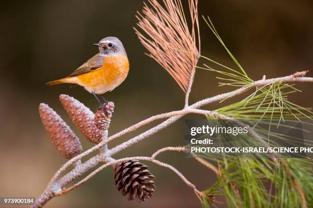 male redstart - photostock 個照片及圖片檔